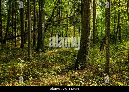 Filtrage de la lumière du soleil à travers les arbres dans les bois Banque D'Images