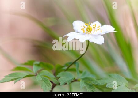 Photo macro de la fleur blanche d'une anémone (Anemone nemorosa) qui pousse au printemps dans une forêt de Norfolk à Wayland Banque D'Images