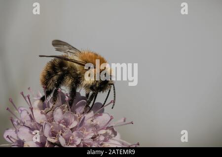 Une abeille commune (Bombus Pascuorum) s'arrête pour se nourrir d'une fleur de menthe. L'image est plus dramatique en raison d'un fond gris Banque D'Images