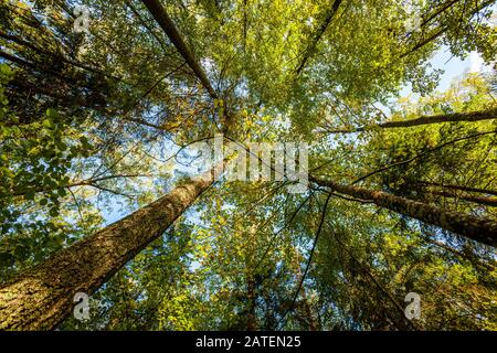 Vue sur les arbres depuis le sol forestier Banque D'Images