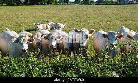 Un troupeau de vaches charolais, dans un pâturage vert dans la campagne. Banque D'Images