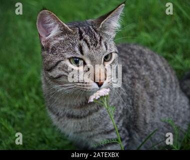 Gros plan d'un chat domestique qui sent une fleur Banque D'Images