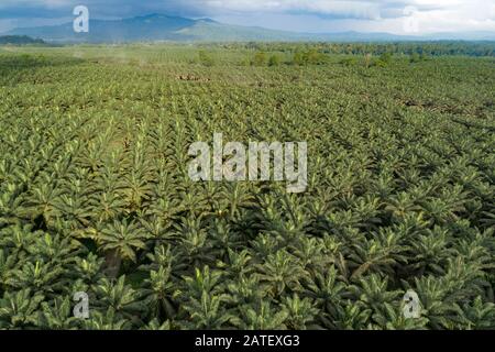 Arial vue de la plantation de palmiers à huile, Elaeis guineensis, Kimbe, Nouvelle-bretagne, Papouasie-Nouvelle-Guinée, PNG Banque D'Images