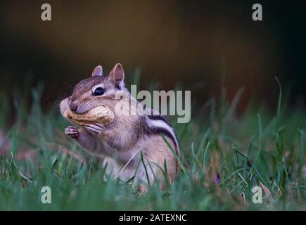 Un chipmunk souriant avec un arachide dans sa bouche Banque D'Images