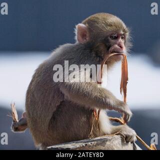 Mignonne macaque japonaise jouant avec le bois et l'écorce avec une main dans son dos Banque D'Images