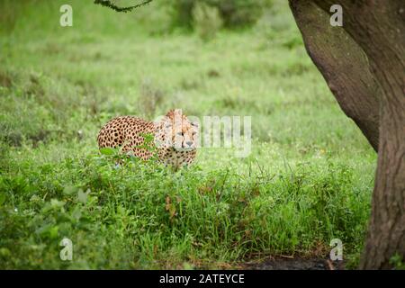 Traquer la guépard à la chasse, Acinonyx jubatus, dans le Parc National du Serengeti, Acinonyx jubatus, site du patrimoine mondial de l'UNESCO, Tanzanie, Afrique Banque D'Images