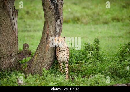 Cheetah, Acinonyx jubatus, dans le Parc National du Serengeti, Acinonyx jubatus, site du patrimoine mondial de l'UNESCO, Tanzanie, Afrique Banque D'Images