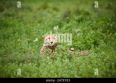 Cheetah, Acinonyx jubatus, dans le Parc National du Serengeti, Acinonyx jubatus, site du patrimoine mondial de l'UNESCO, Tanzanie, Afrique Banque D'Images