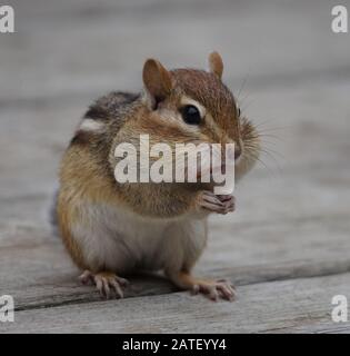 Un mignonne chipmunk avec ses joues pleines d'arachides Banque D'Images
