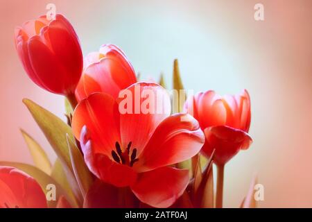 Superbes tulipes d'orange douce sur un fond blanc et orange doux Banque D'Images