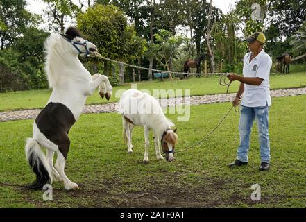 Entraîneur avec des chevaux miniatures de Falabella (étalon et jument) à Criadero Providencia, Pereira, Département de Quindio, Colombie Banque D'Images