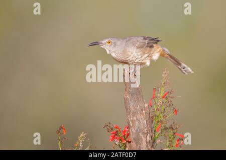 thrasher à bec courbe (Toxostoma curvirostre) sur tronc d'arbre, Texas du Sud, États-Unis Banque D'Images