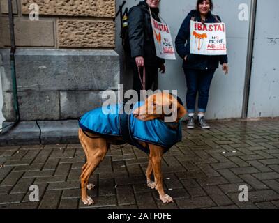 Les femmes attendent avec leur chien tout en portant des pancartes pendant la manifestation. La Galgo Platform a organisé une manifestation à Amsterdam contre l'abus de Galgos et Podenco en Espagne. Un jour plus tôt, le samedi 1er février était la Journée mondiale de Galgo. Ce jour marque la fin de la saison de chasse en Espagne et le début du dumping massif et du meurtre de ces deux races de chiens en Espagne. Les gens se sont rassemblés à la gare centrale avec leurs chiens et de là ils ont marché jusqu'à la place du Dam où plusieurs discours ont été prononcés par des militants et des partis politiques pro animaux. Les galgo et podenco espagnols sont Banque D'Images