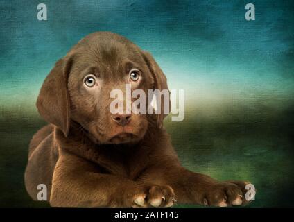 Labrador Retriever Portrait De Chien Banque D'Images