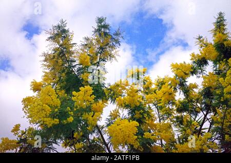 Floraison Mimosa Banque D'Images