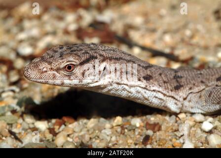 Moniteur Pygmy mulga ou goanna à queue de bande, Gillens Waran, Varanus gilleni Banque D'Images