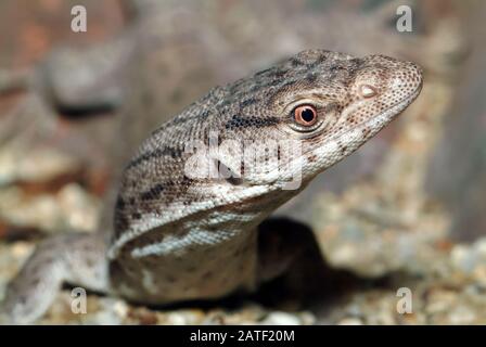 Moniteur Pygmy mulga ou goanna à queue de bande, Gillens Waran, Varanus gilleni Banque D'Images