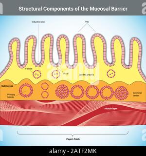 Composants structurels de l'illustration médicale vectorielle de la barrière Muqueuse Illustration de Vecteur