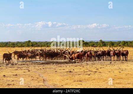 Troupeau de bovins à cheval long d'Ankole au trou d'eau avec de longues cornes incurvées. Ol Pejeta Conservancy, Kenya, Afrique. Sanga groupe bétail africain bétail Banque D'Images