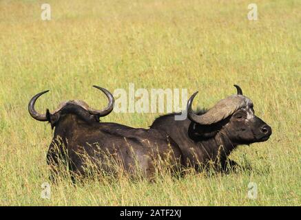 Cape buffalo, Syncerus caffer caffer, deux animaux semblent être un animal avec deux têtes. Deux animaux à tête. Famille Des Bovidae, Masai Maasai Mara, Kenya Banque D'Images