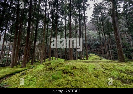 Hiyo Moss Garden dans la forêt de Sagesse, Komatsu, Ishikawa, Japon. Banque D'Images