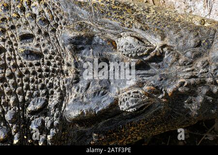 Crocodile cubain, Kuba- oder Rautenkrokodil, Crocodylus rhombifer Banque D'Images