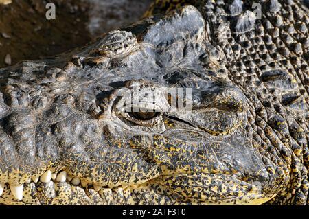 Crocodile cubain, Kuba- oder Rautenkrokodil, Crocodylus rhombifer Banque D'Images