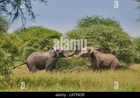 Lutte contre les taureaux d'éléphant, les éléphants de brousse africains, Loxodonta africana, dans le parc national de Tarangire, Tanzanie, Afrique Banque D'Images