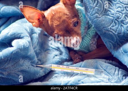 Le petit chien dans le pull bleu se trouve sur le lit enveloppé dans une couverture avec un thermomètre à côté. Le concept de santé et de maladie des animaux de compagnie Banque D'Images