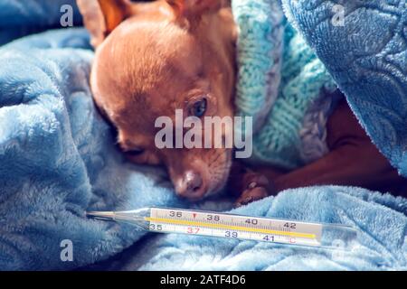 Le petit chien dans le pull bleu se trouve sur le lit enveloppé dans une couverture avec un thermomètre à côté. Le concept de santé et de maladie des animaux de compagnie Banque D'Images