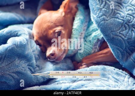 Le petit chien dans le pull bleu se trouve sur le lit enveloppé dans une couverture avec un thermomètre à côté. Le concept de santé et de maladie des animaux de compagnie Banque D'Images