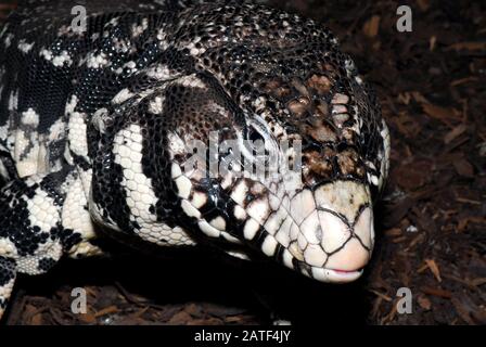 Tegu noir et blanc argentin Schwarzwei er Teju Tupinambis