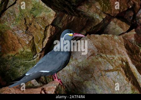 Inca TERN (Larosterna Inca), un bel oiseau dans son habitat naturel perché sur les rochers. Ica - Pérou Banque D'Images