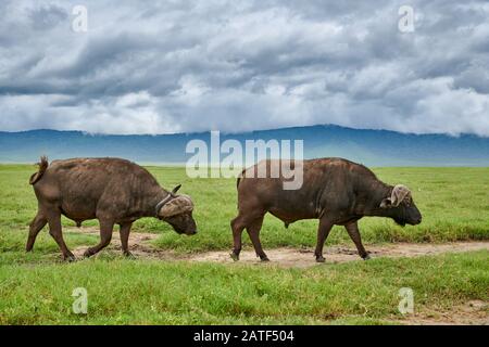 Buffle africain ou buffle du Cap (Syncerus caffer), aire de conservation de Ngorongoro, Tanzanie, Afrique Banque D'Images