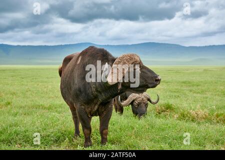 Buffle africain ou buffle du Cap (Syncerus caffer), aire de conservation de Ngorongoro, Tanzanie, Afrique Banque D'Images