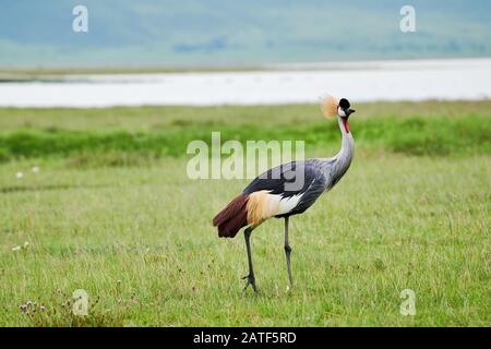 Grue grise à couronne (Balearica régulorum), aire de conservation de Ngorongoro, Tanzanie, Afrique Banque D'Images