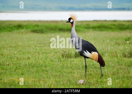 Grue grise à couronne (Balearica régulorum), aire de conservation de Ngorongoro, Tanzanie, Afrique Banque D'Images