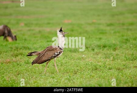 Courtship kori buzard (Ardeotis kori struthiunculus), zone de conservation de Ngorongoro, Tanzanie, Afrique Banque D'Images