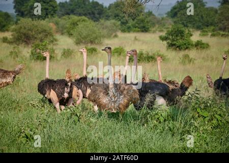 Groupe d'Ostrich, Struthio camelus, Parc National de Tarangire, Tanzanie, Afrique Banque D'Images