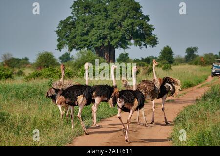 Groupe d'Ostrich, Struthio camelus, Parc National de Tarangire, Tanzanie, Afrique Banque D'Images