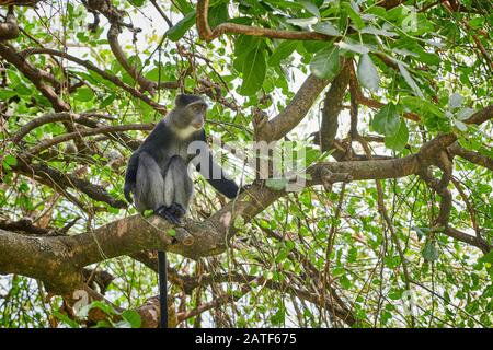 Singe bleu ou singe diademé assis sur une branche (Cercopitecus mitis), parc national du lac Manyara, Tanzanie, Afrique Banque D'Images