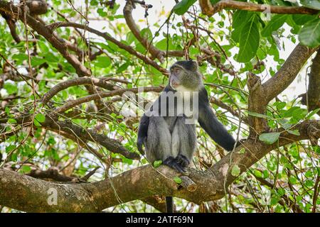 Singe bleu ou singe diademé assis sur une branche (Cercopitecus mitis), parc national du lac Manyara, Tanzanie, Afrique Banque D'Images