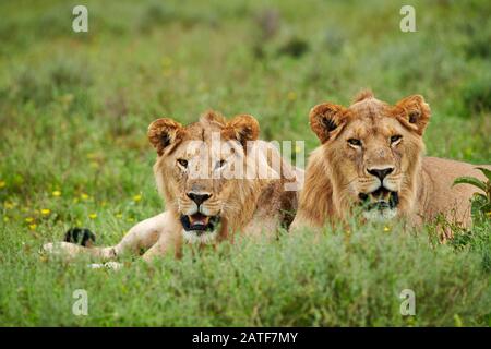 Deux jeunes hommes (Panthera leo) dans le parc national du Serengeti, site du patrimoine mondial de l'UNESCO, Tanzanie, Afrique Banque D'Images