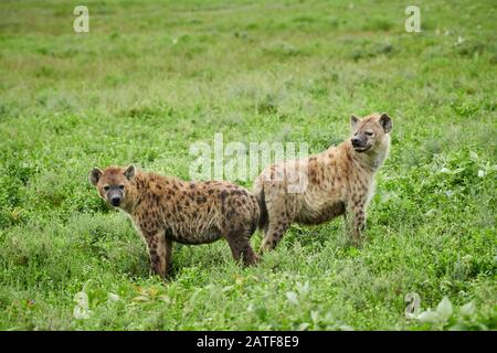 Deux hyènes tachetés (Crocuta crocuta) dans le parc national du Serengeti, site du patrimoine mondial de l'UNESCO, Tanzanie, Afrique Banque D'Images