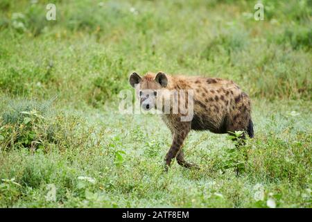 Hyena tachetée (Crocuta crocuta) dans le parc national du Serengeti, site du patrimoine mondial de l'UNESCO, Tanzanie, Afrique Banque D'Images