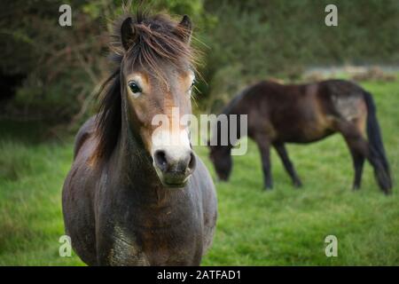 Poneys Exmoor Banque D'Images