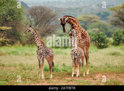 Masmai girafes 'Giraffa camelopardalis tippelskirchi' à Serengeti, Parc National Serengeti, site du patrimoine mondial de l'UNESCO, Tanzanie, Afrique Banque D'Images