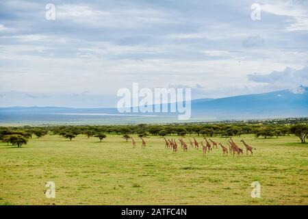 Masmai girafes 'Giraffa camelopardalis tippelskirchi' à Serengeti, Ngorongoro conservation Area, UNESCO World Heritage site, Tanzanie, Afrique Banque D'Images