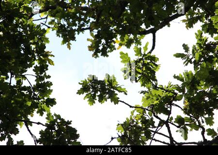 Une photo dans la forêt qui regarde jusqu'au ciel entre les branches d'un vieux chêne. Cadre nature bleu ciel. Banque D'Images