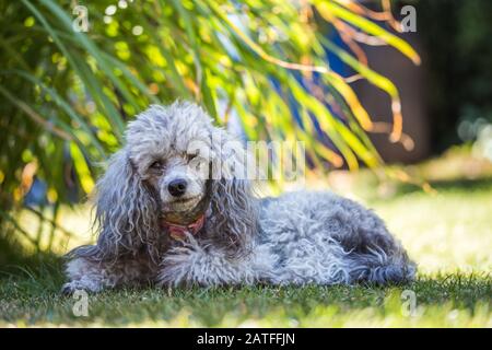 Un jouet miniature de caniche gris allongé sur une pelouse verte lors d'une journée d'été ensoleillée. Banque D'Images